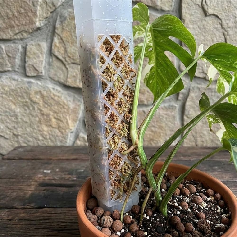D型自動給水植物用ドリップ式流量調整可能プラスチック製植物ク - Sphagnum Moss Dry のレビューと価格